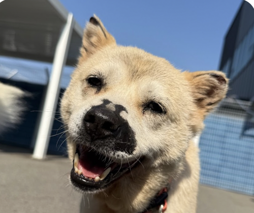 Tilly