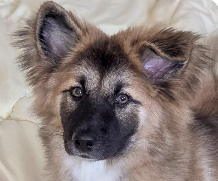 Kira Image