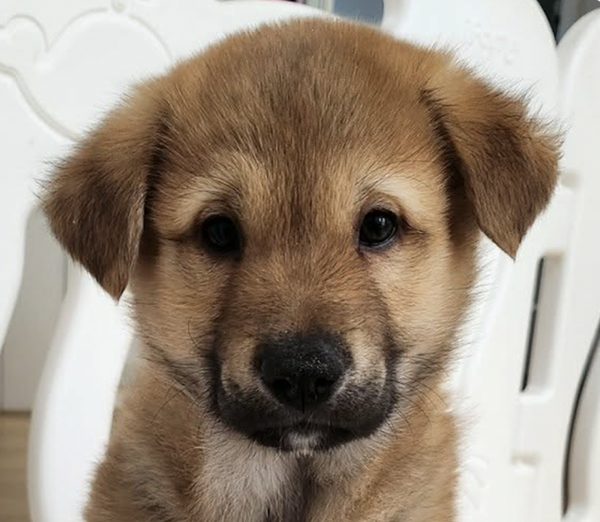 Coco