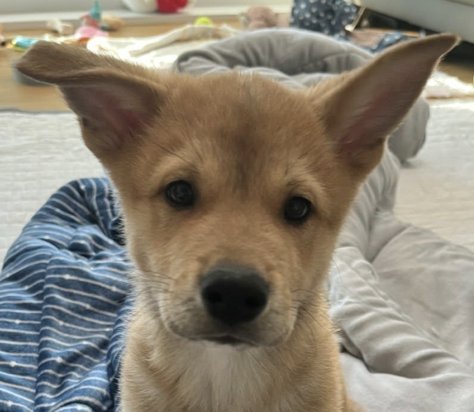 Biscuit Image