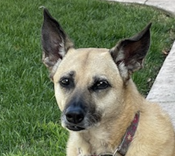 Kaili