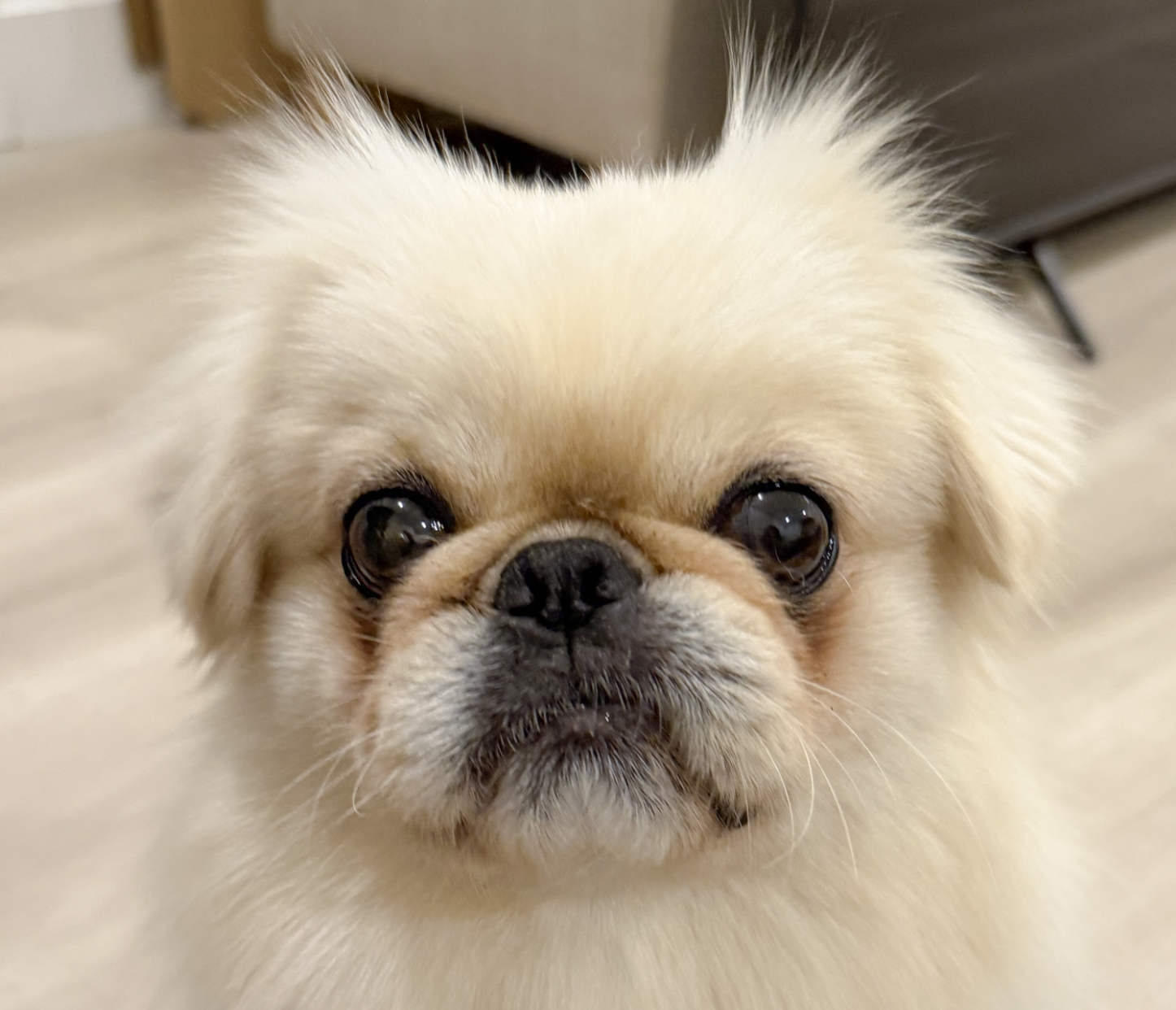 Louie Image