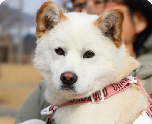 picture of the dog needing adoption