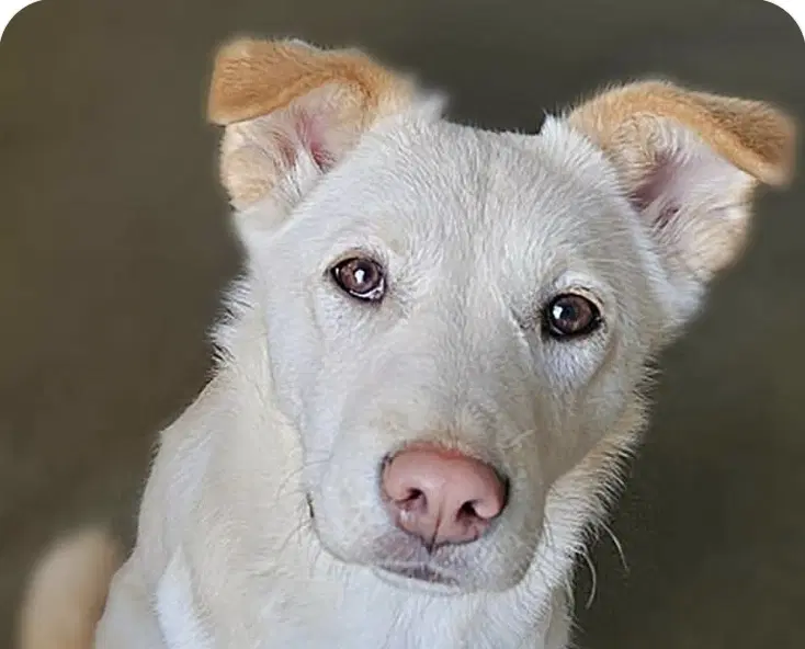 Mira - Jindo (Korean)