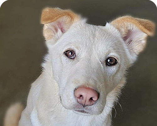 picture of the dog needing adoption
