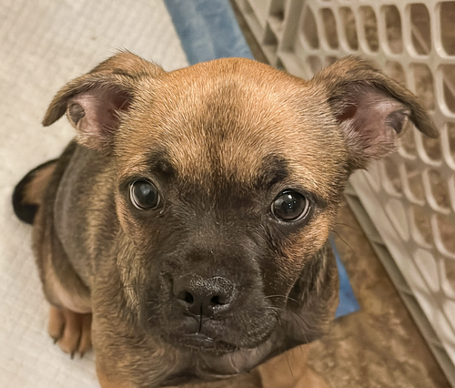 Maple, an adoptable French Bulldog in San Ramon, CA