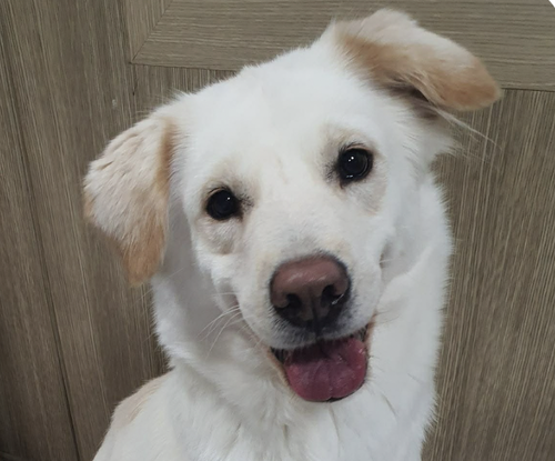 Bomi, an adoptable Retriever in San Ramon, CA