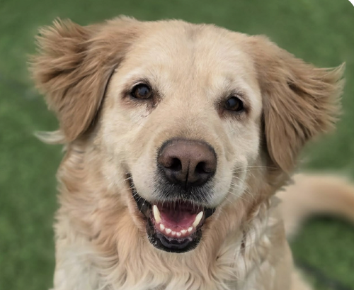 Mary, an adoptable Golden Retriever in San Ramon, CA
