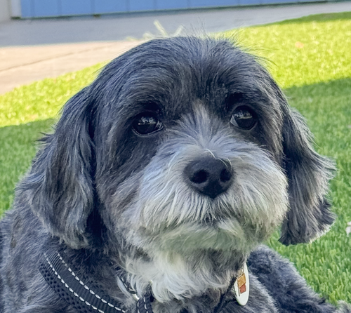 Pepper, an adoptable Terrier in San Ramon, CA