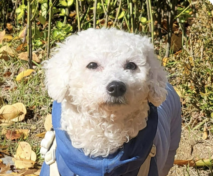 Mishty Image