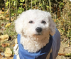 Mishty - Photo 1