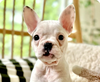 Clover - Photo 1
