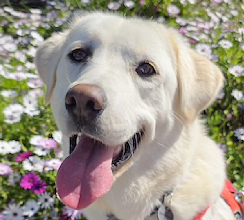 Lazza, an adoptable Labrador Retriever in San Ramon, CA