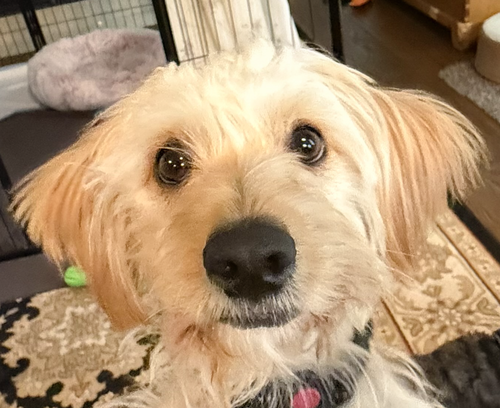 Harper, an adoptable Poodle in San Ramon, CA