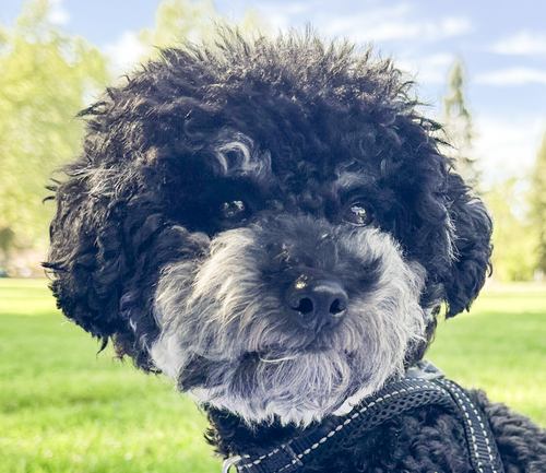 Timmy, an adoptable Poodle in San Ramon, CA