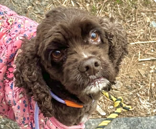 Coco