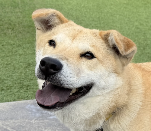Maple, an adoptable Jindo in San Ramon, CA