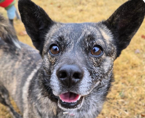 Wally, an adoptable Jindo in San Ramon, CA