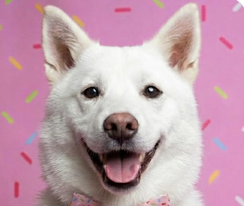 Teddy, an adoptable Jindo in San Ramon, CA