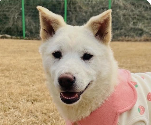 Molly, an adoptable Jindo in San Ramon, CA