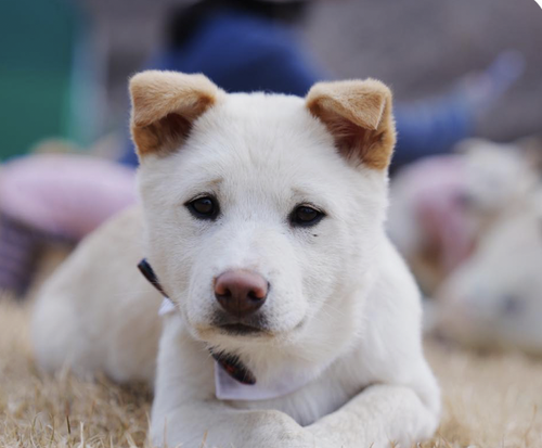 Benny, an adoptable Jindo in San Ramon, CA