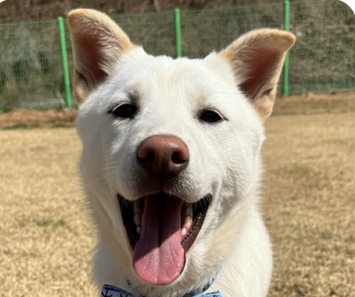 Buddy, an adoptable Jindo in San Ramon, CA