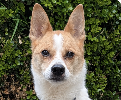 Link, an adoptable Jindo in San Ramon, CA