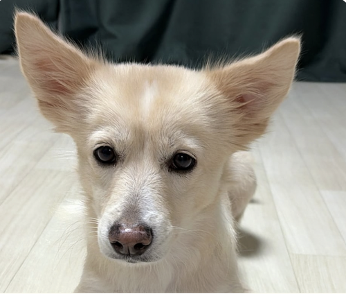 Maddie, an adoptable Jindo in San Ramon, CA