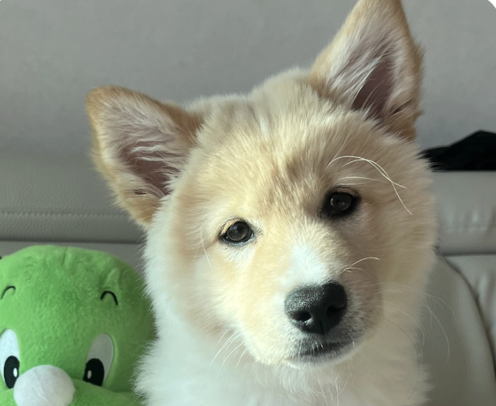 Dooli