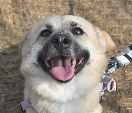 Udong, an adoptable Jindo in San Ramon, CA