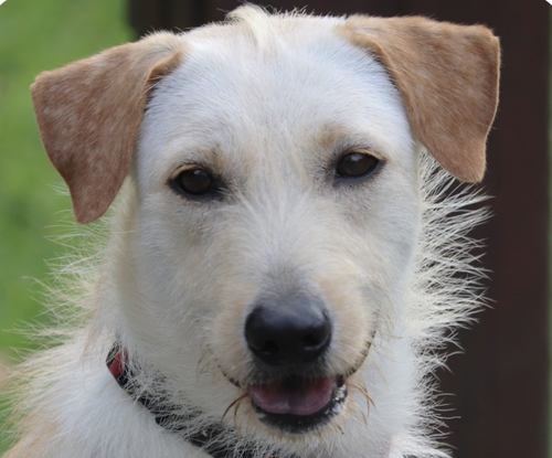 Mars, an adoptable Mountain Dog in San Ramon, CA