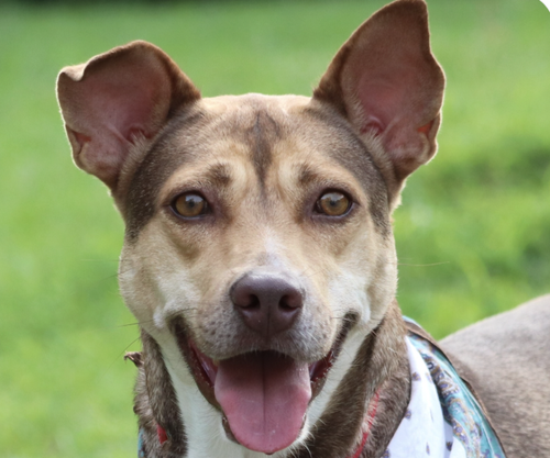 Mina, an adoptable Mountain Dog in San Ramon, CA