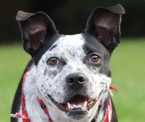 Dotty, an adoptable Mountain Dog in San Ramon, CA