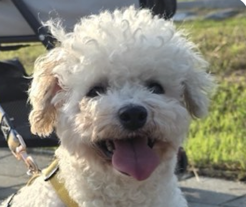 Suki