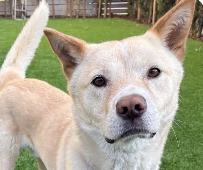 Maru - Jindo (Korean)