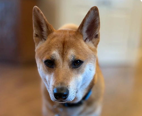 Jax