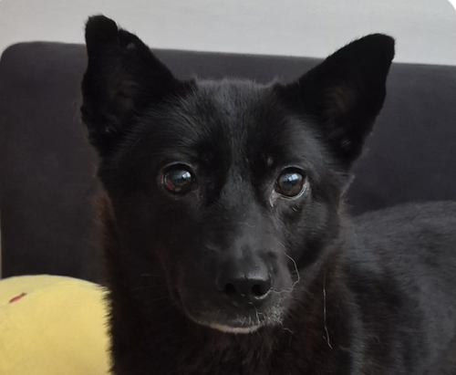 Tori