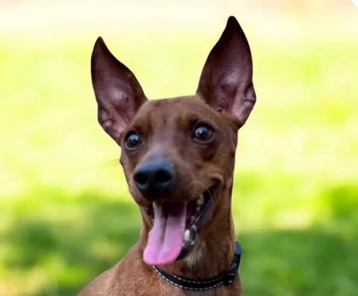 Binny - Miniature Pinscher