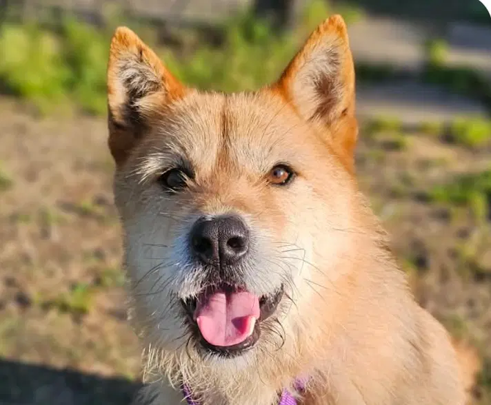 Brad - Jindo (Korean)