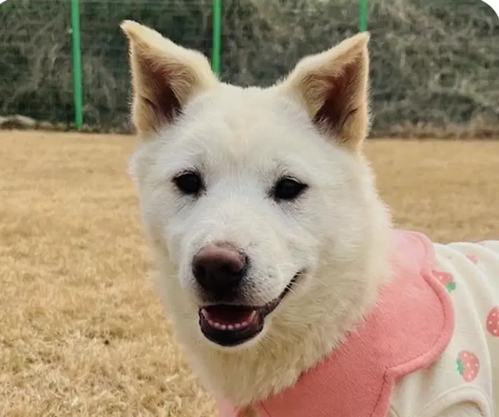 Molly - Jindo (Korean)