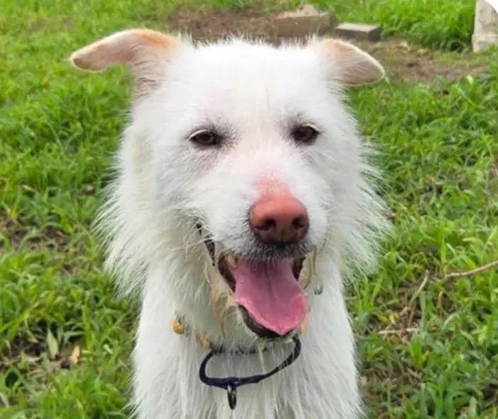 Chelsea - Terrier