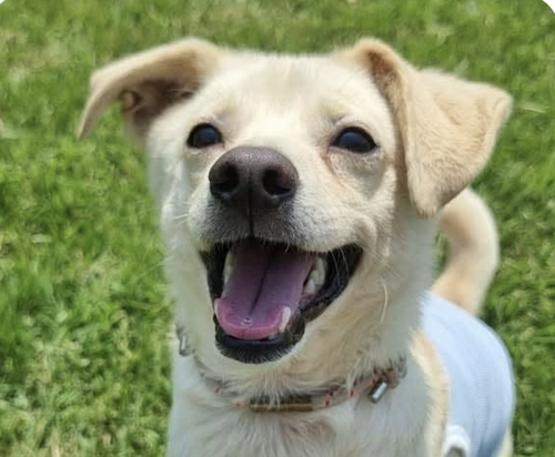Bingo, a dog for adoption from Love & Second Chances
