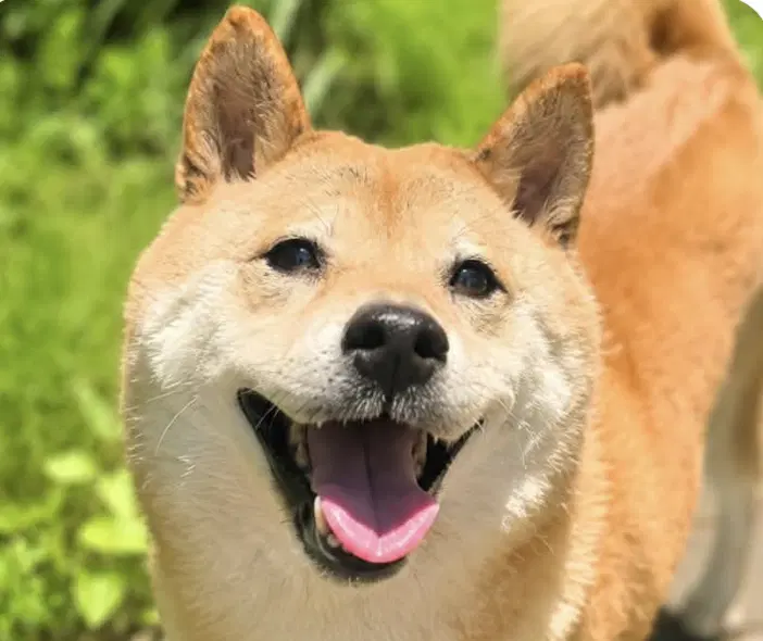 Mochi - Shiba Inu