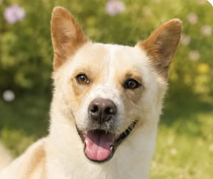 Donny - Corgi