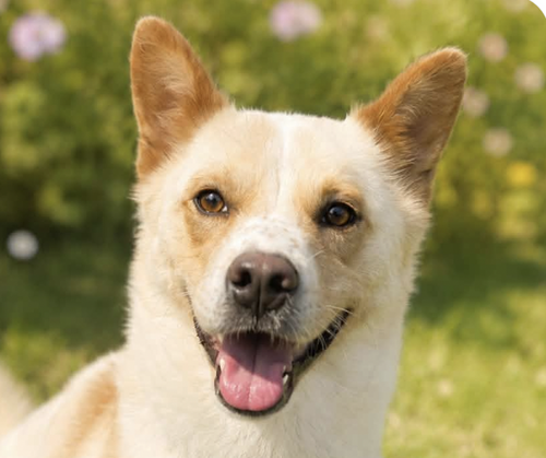 Donny, a dog for adoption from Love & Second Chances