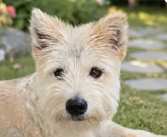 Stevie - Terrier