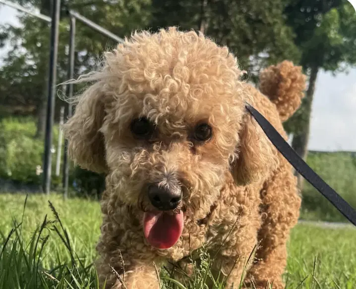 Ruri - Poodle (Miniature)