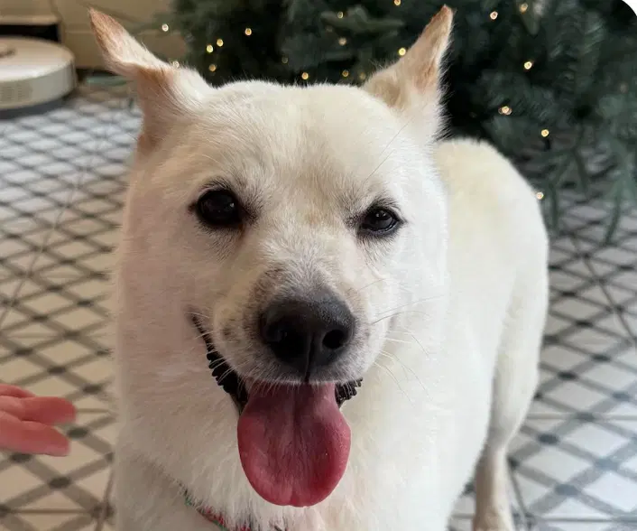 Vinny - Jindo (Korean)