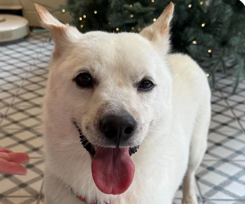 Vinny, a dog for adoption from Love & Second Chances