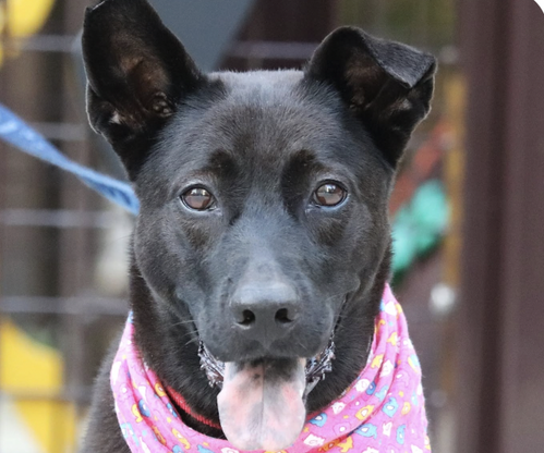 Jinny, a dog for adoption from Love & Second Chances